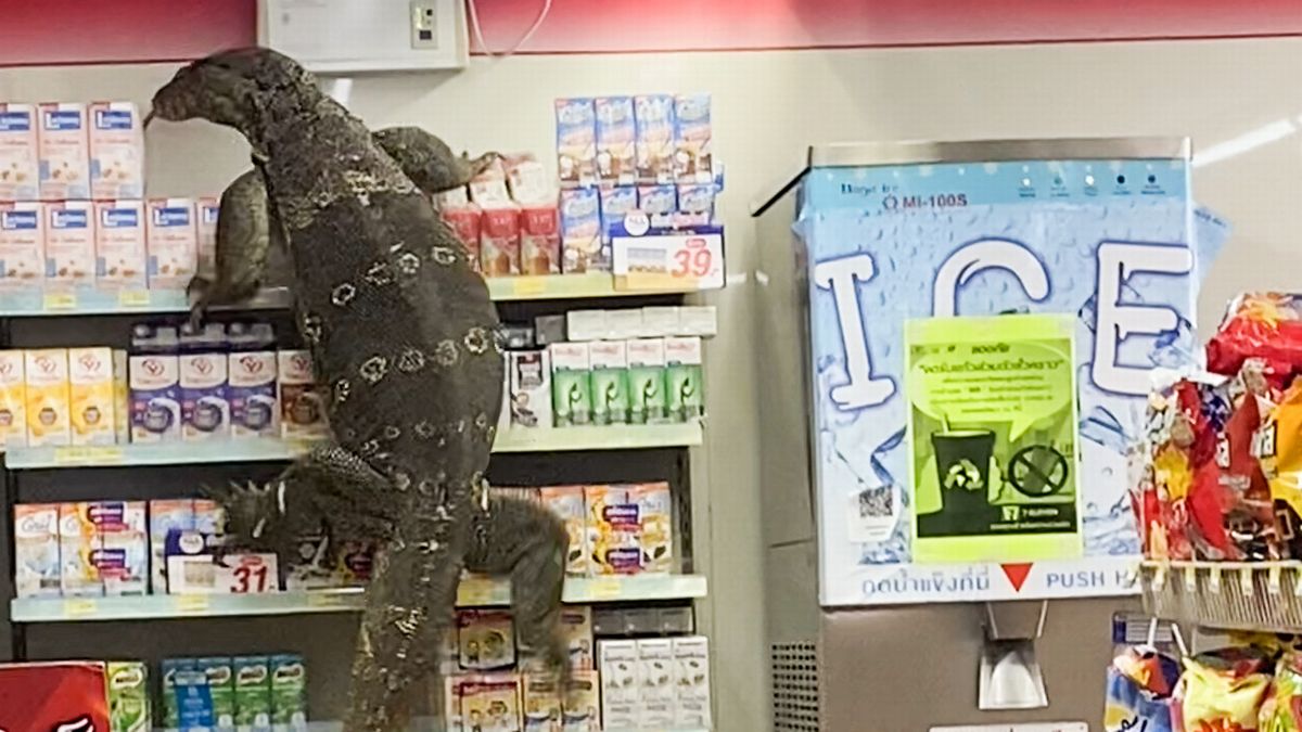 Viral video of a monitor lizard entering a store in Thailand