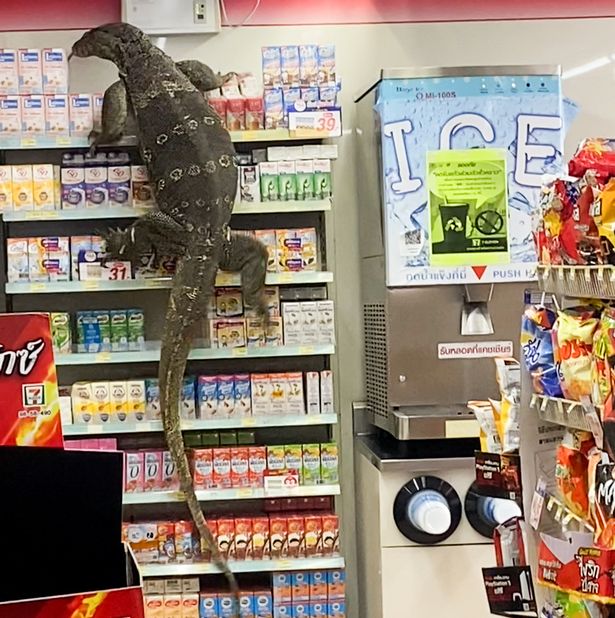 Viral video of a monitor lizard entering a store in Thailand