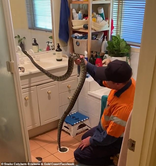 Couple Finds python trapped in a tiny hole in the bathroom floor