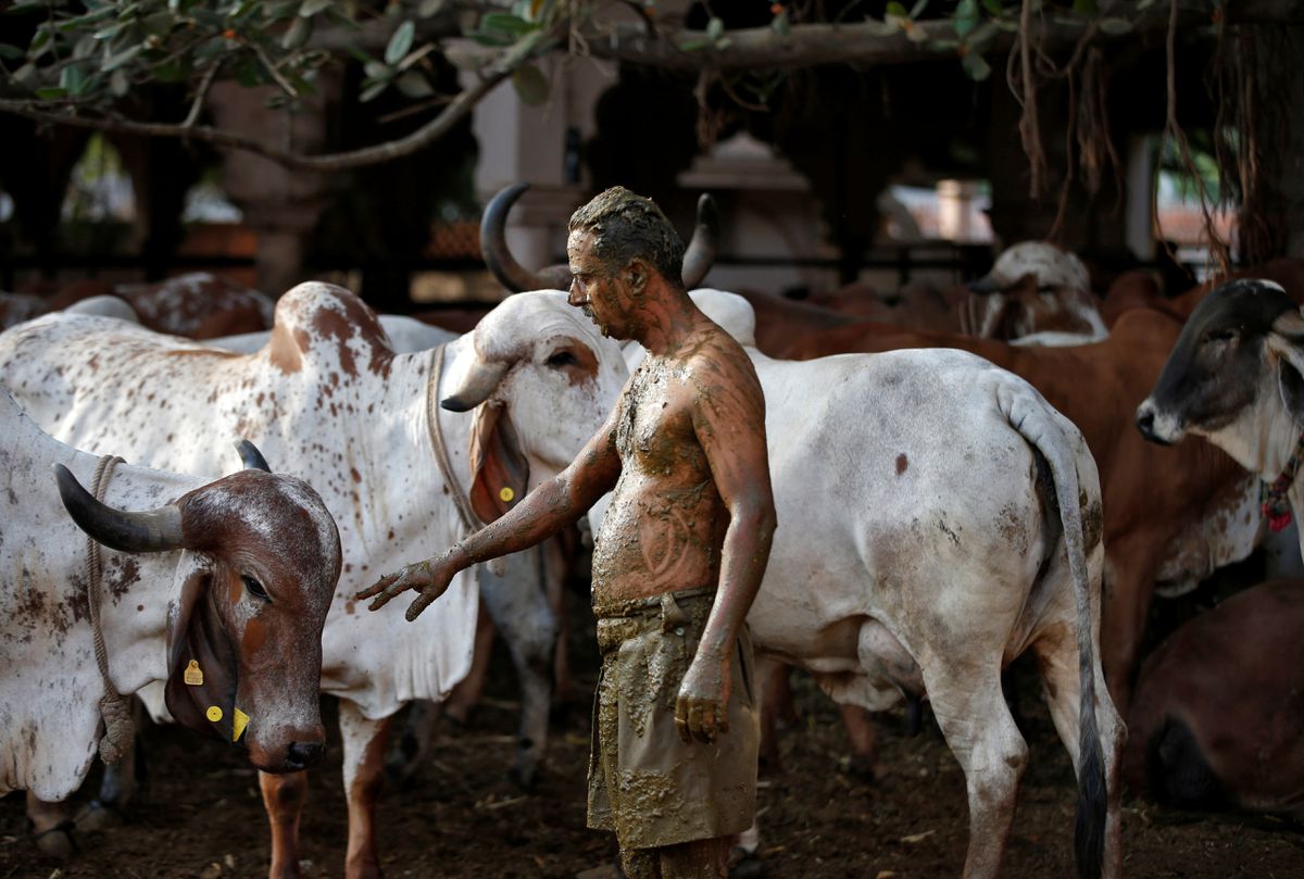 Indian doctors warn against cow dung as COVID cure