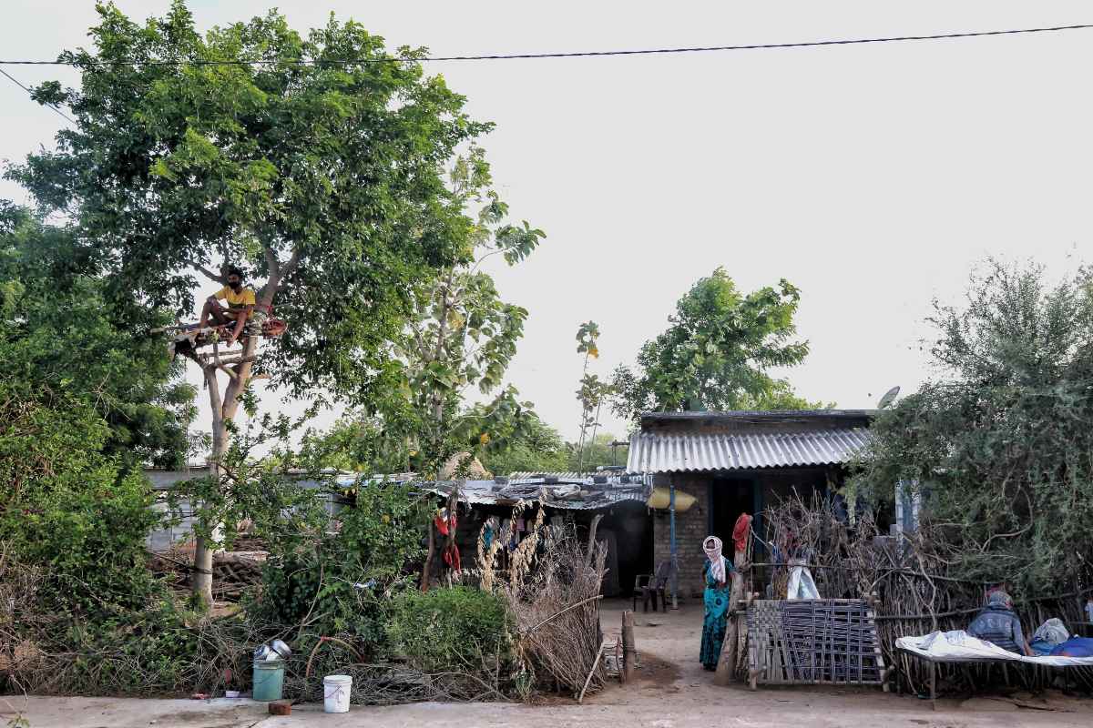 Covid 19 : Telangana young man spends 11 days on a tree 