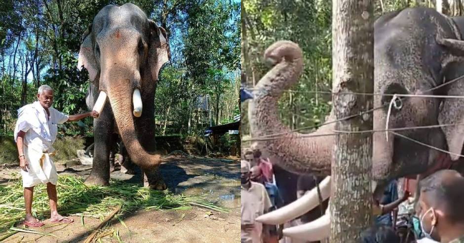 Heartwarming video of elephant bidding farewell to mahout