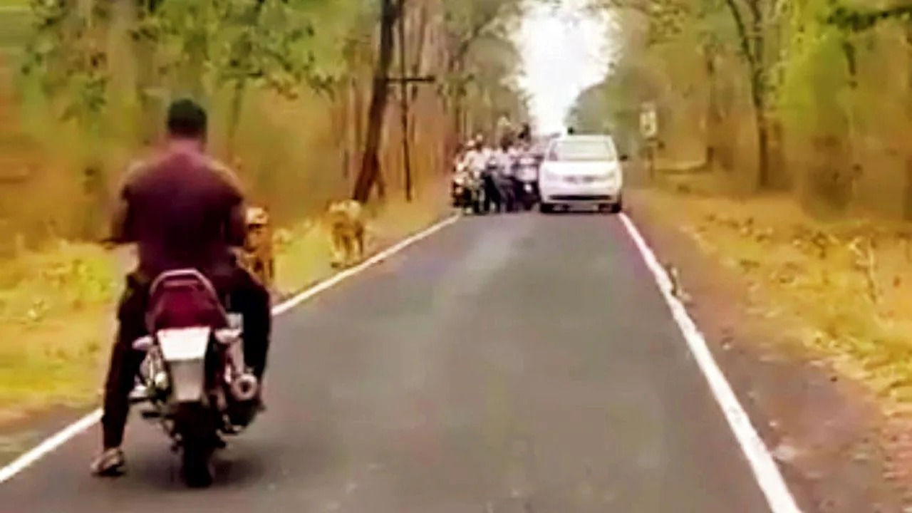 Video : Bikers block path of tigers in Maharashtra