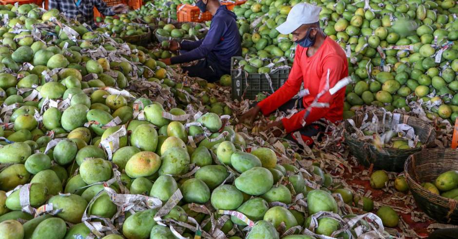 Noorjahan mangoes in MP fetching rate up to Rs 1000 apiece
