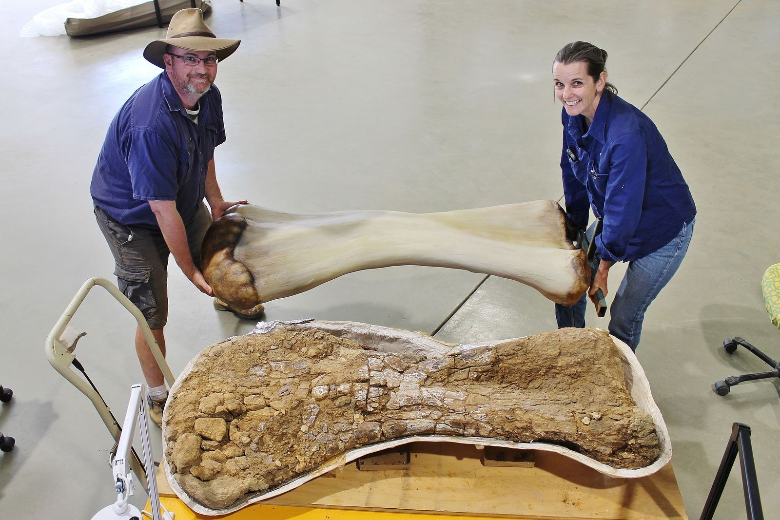 Scientists say new dinosaur species is largest found in Australia