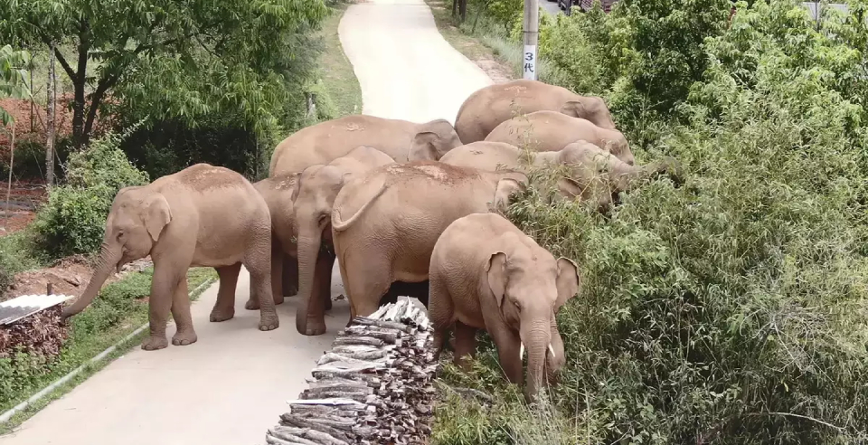 A video stray elephant sleeping with its family china
