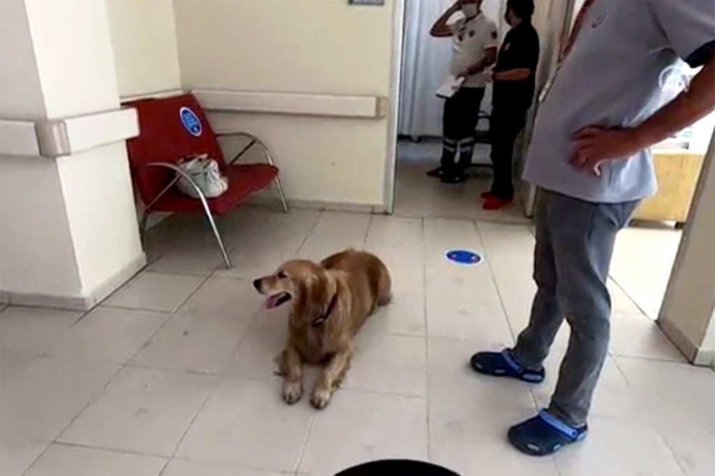 Loyal dog chases ambulance taking sick owner to hospital