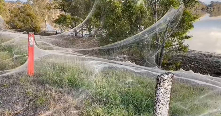 Massive spider-webs blanket Australian landscape after floods
