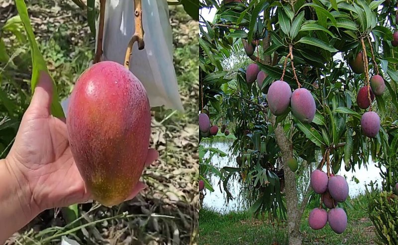 MP couple hires guards to protect rare, expensive Miyazaki mangoes