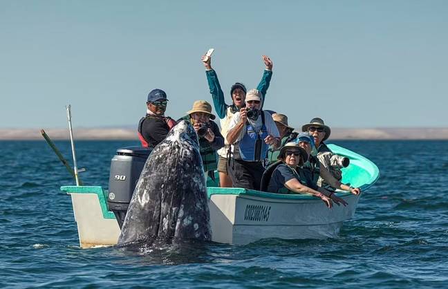 Sneaky whale pops up behind tourist boaters, spectacle gets caught