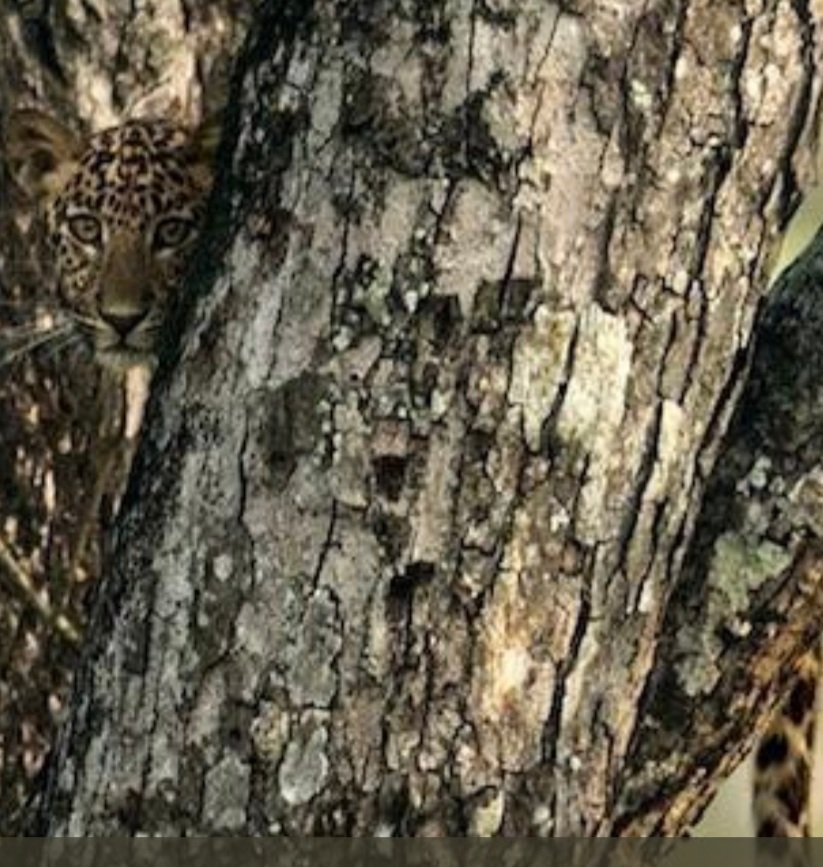 Can you spot a young leopard cubs face, IFS officers post goes viral