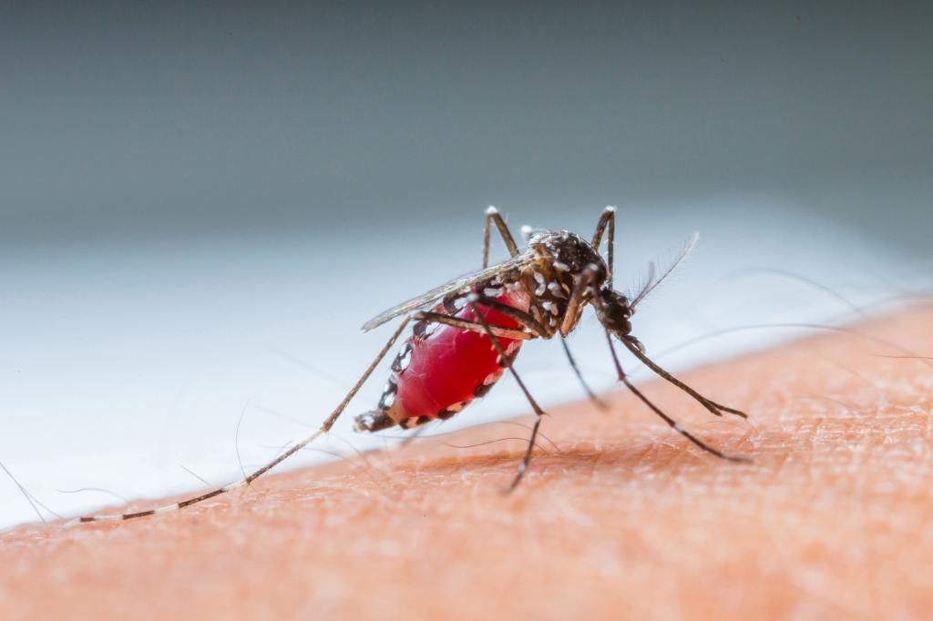 China certified malaria-free after 70-year fight, says WHO