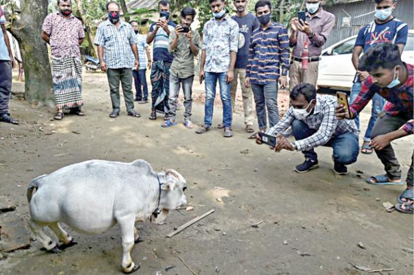 Dwarf cow in Bangladesh attracts thousands amid lockdown