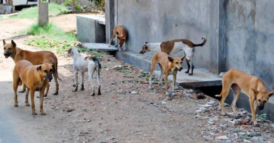 Parvovirus spreading rapidly among dogs, Veterinarians Warn
