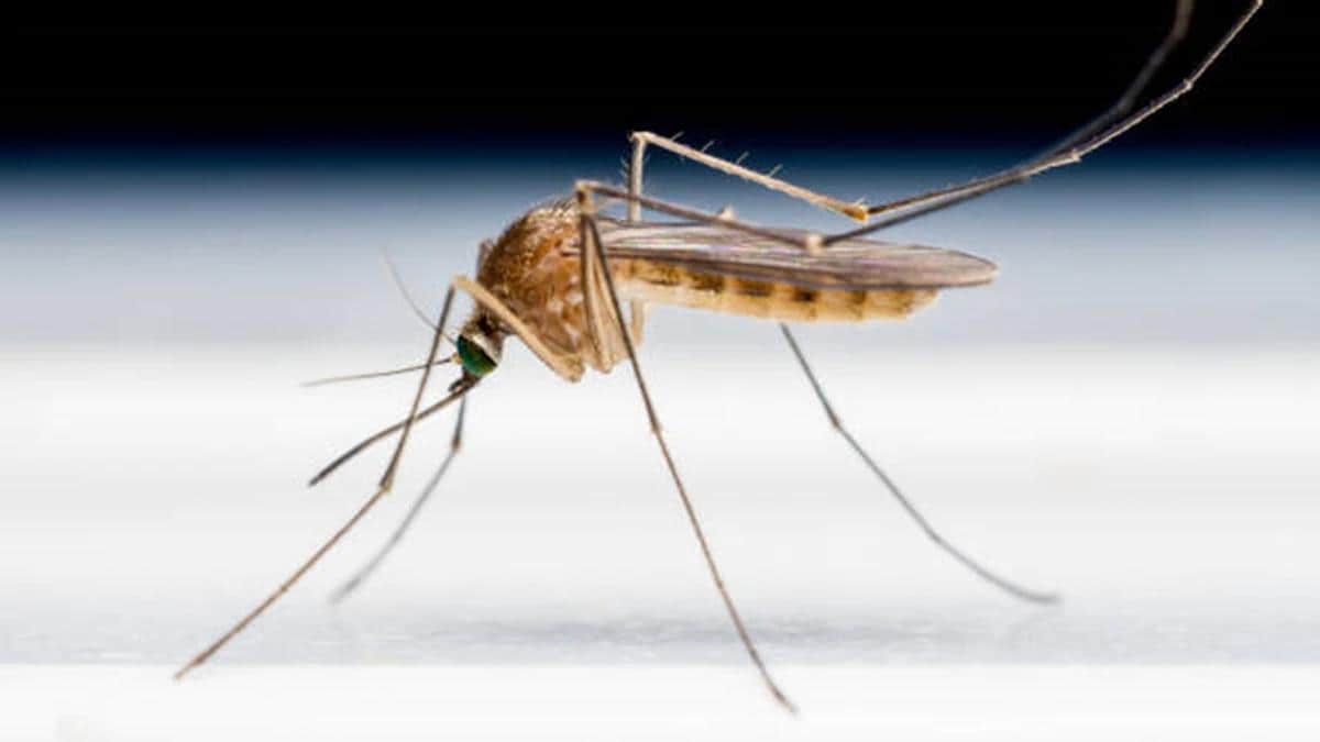 After Kerala, Maharashtra reports first case of Zika virus