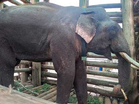 rivaldo elephant left forest re-entered village overnight