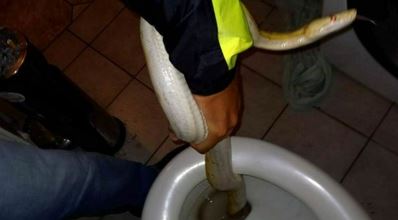 Austrian Man Hears Toilet Flushing on its Own, Finds Six-Foot Snake 