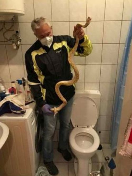 Austrian Man Hears Toilet Flushing on its Own, Finds Six-Foot Snake