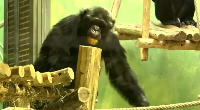 Belgium Woman Banned From Visiting Chimpanzee In Zoo 