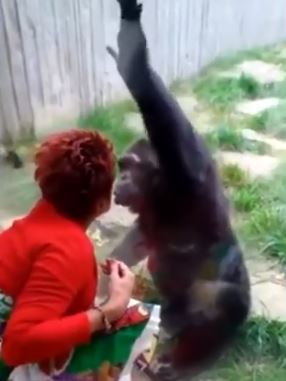 Belgium Woman Banned From Visiting Chimpanzee In Zoo
