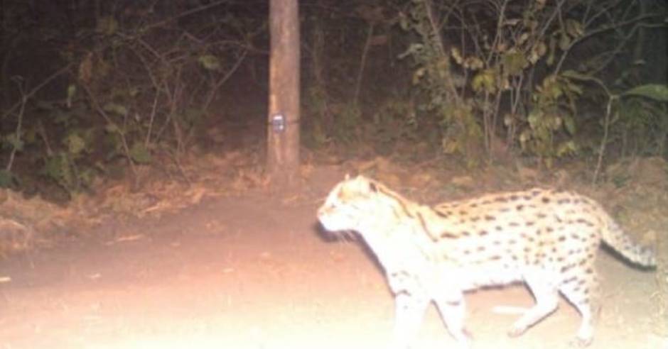 Fishing cats spotted in Panna Tiger reserve, Photo goes viral