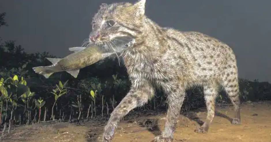 Fishing cats spotted in Panna Tiger reserve, Photo goes viral