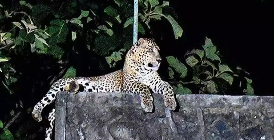 Maharashtra grandmother beat the leopard and ran away