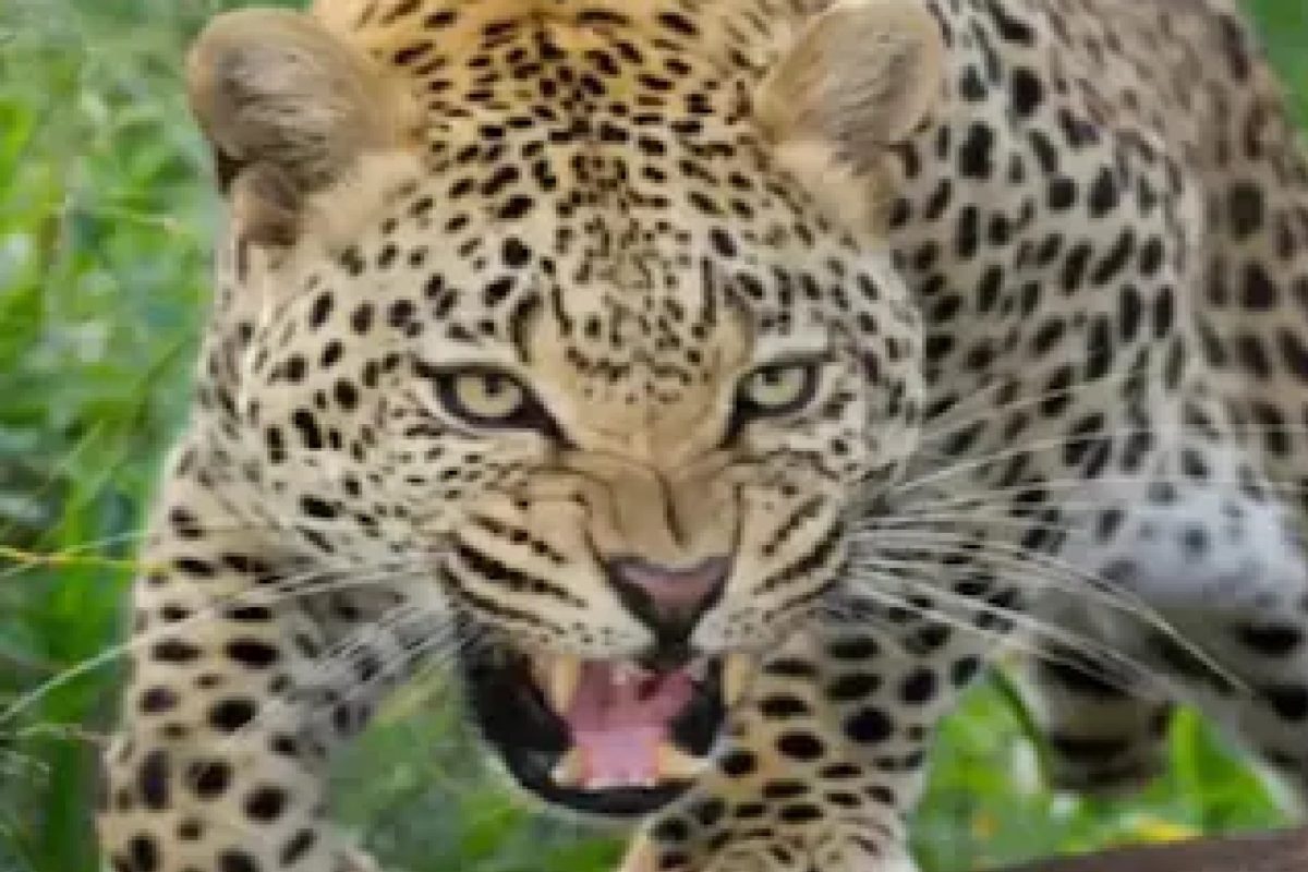 Maharashtra grandmother beat the leopard and ran away