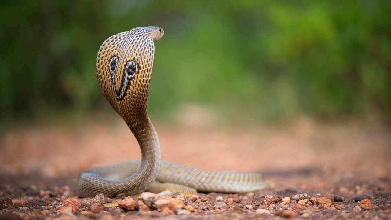 rajasthan daughter-in-law killed the mother-in-law for snake bite