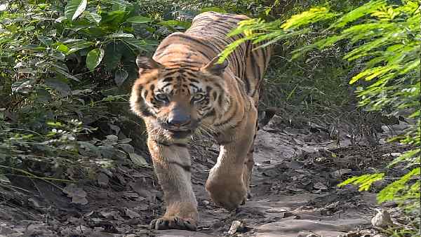 nilgiris forest The T-23 tiger escaped after two injections.