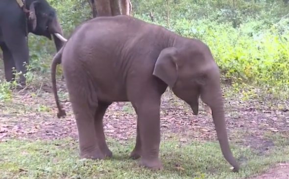 Puneeth Rajkumar lives on: Karnataka Forest department's LATEST gesture for the late 'Power Star' is heartwarming