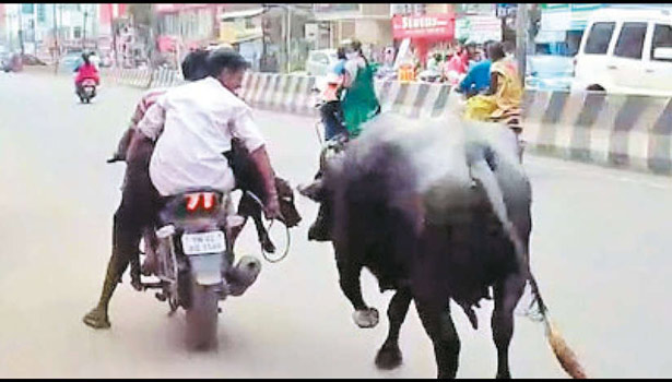 Buffalo follows calf in Chennai roads, viral picture