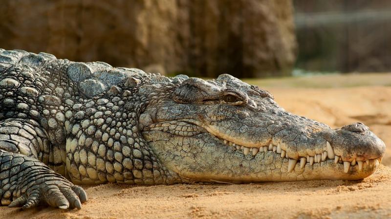 crocodile found in farmer's paddy field: video gets viral