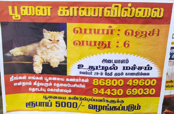 Kovai Cat missing poster goes viral on social media