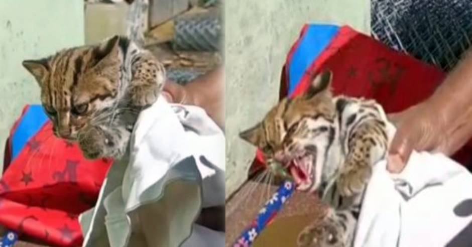 Leopard kitten rescued at tea shop in coonoor