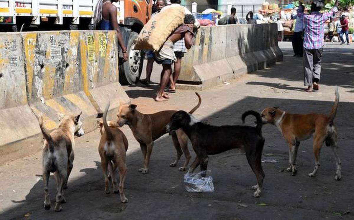 stray dog caused accident to a policeman at trichy