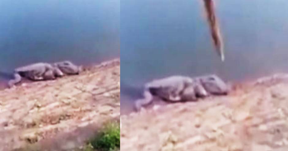 Crocodile came out from Nellai Papanasam dam video goes viral