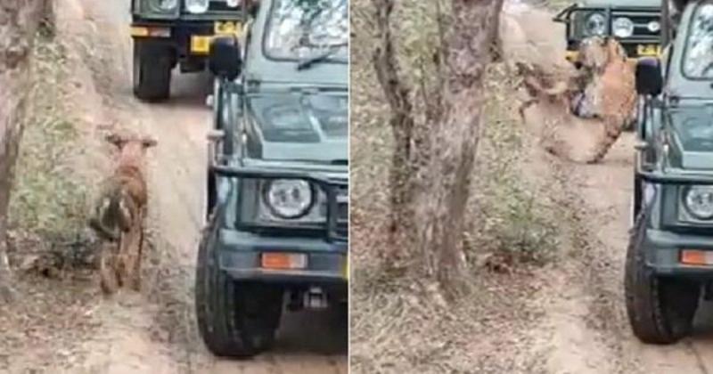 Tigress attacks stray dog in front of tourists, video viral