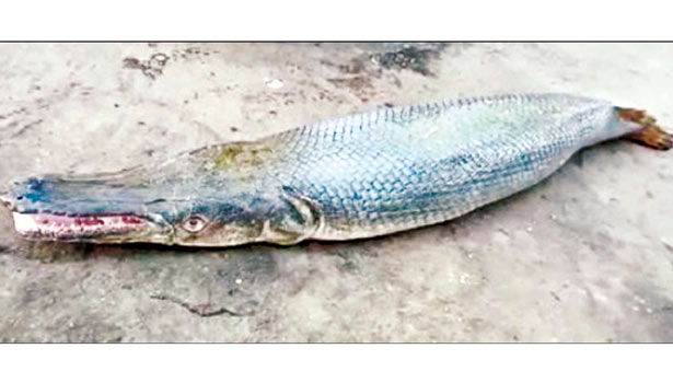 unique crocodile fish caught in the nets of nagai fisherman