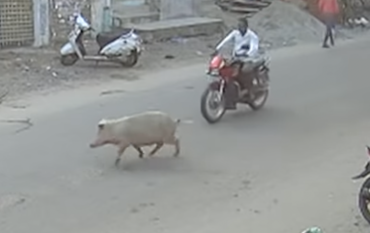pig suddenly crossing the road results in the fall of a biker