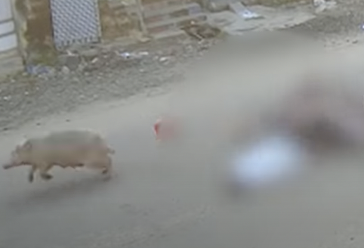 pig suddenly crossing the road results in the fall of a biker