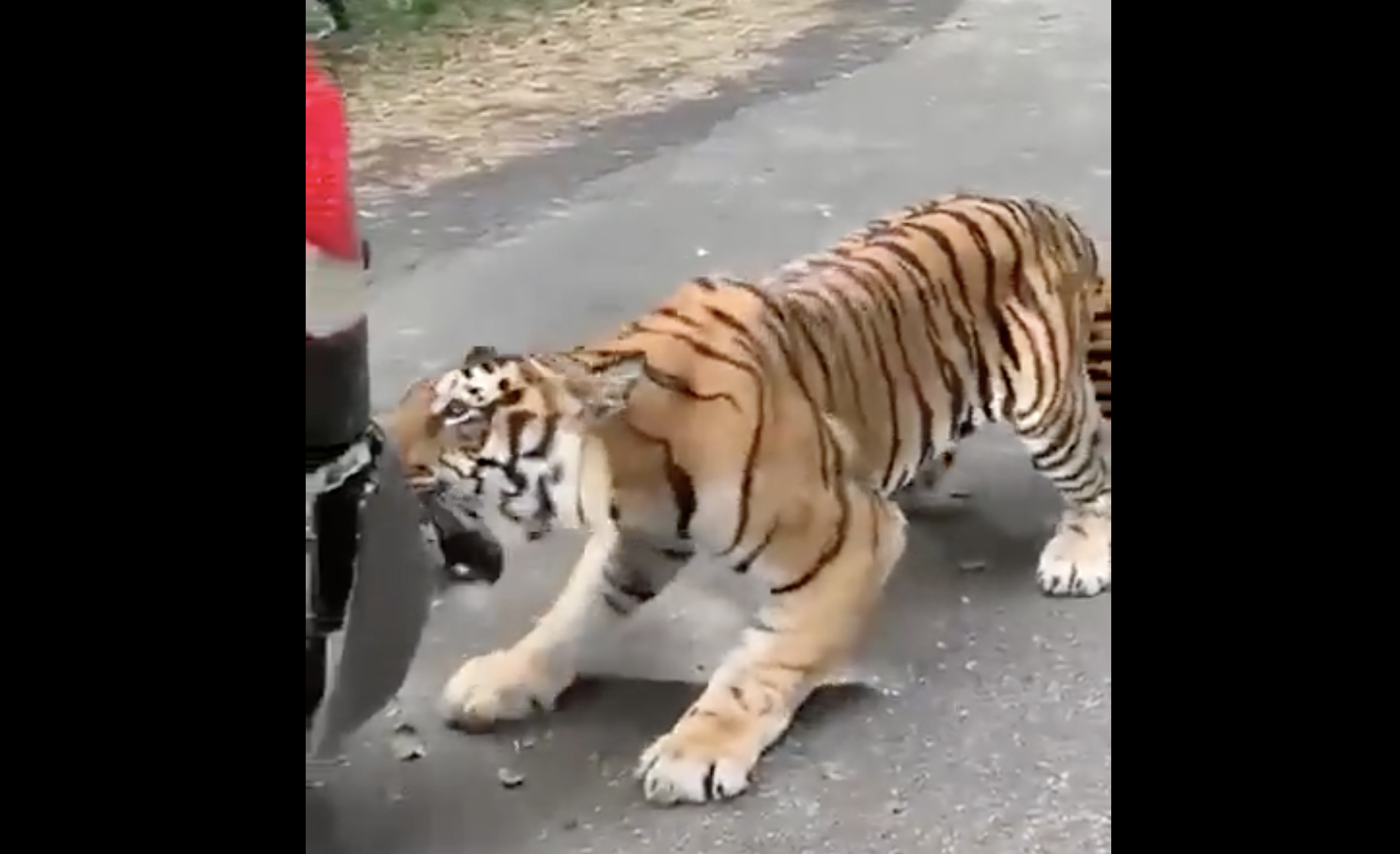 anand mahindra shares a video of tiger tasting a mahindra vehicle