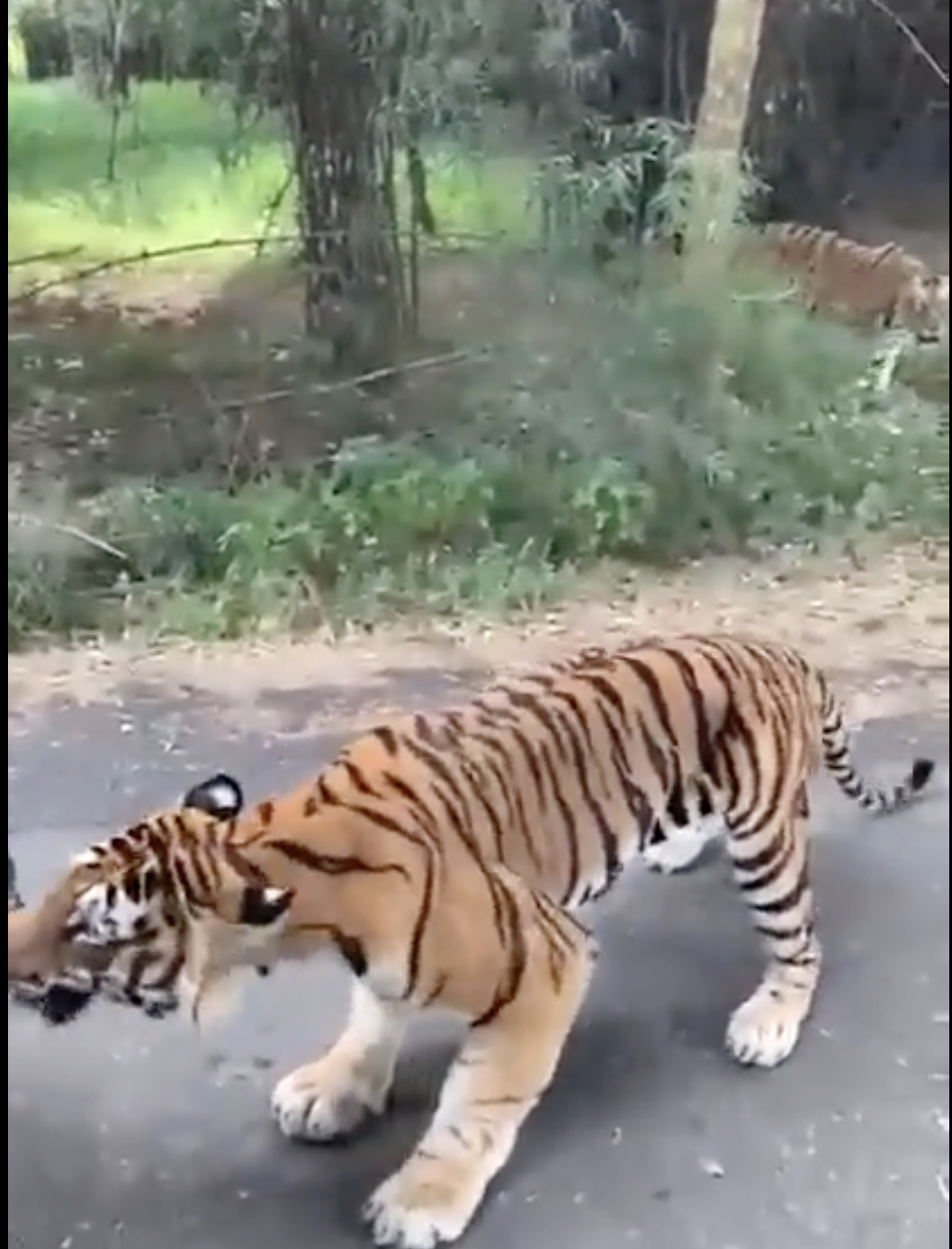 anand mahindra shares a video of tiger tasting a mahindra vehicle