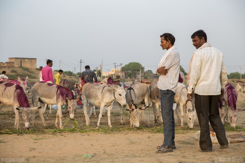 14 lakhs rupees worth donkeys missing from a village in rajasthan