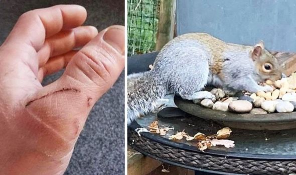 squirrel attacked 18 people in 2 days was put-down by a vet