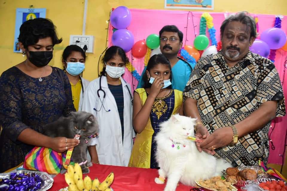 home-grown pregnant cats a baby shower in Coimbatore