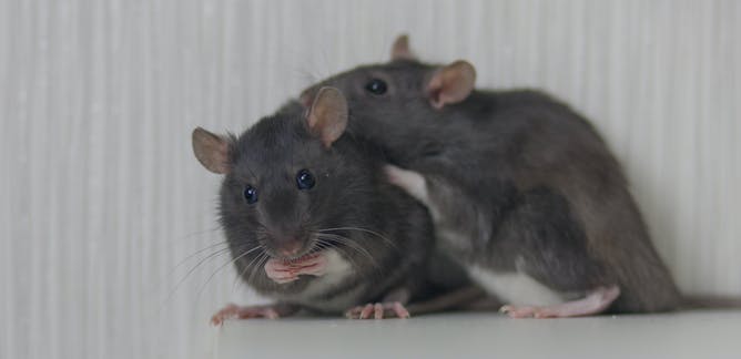 Results of an omicron virus study conducted on rats
