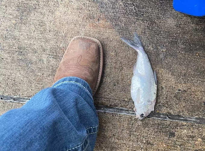it rained fishes in texas, US on december 30th