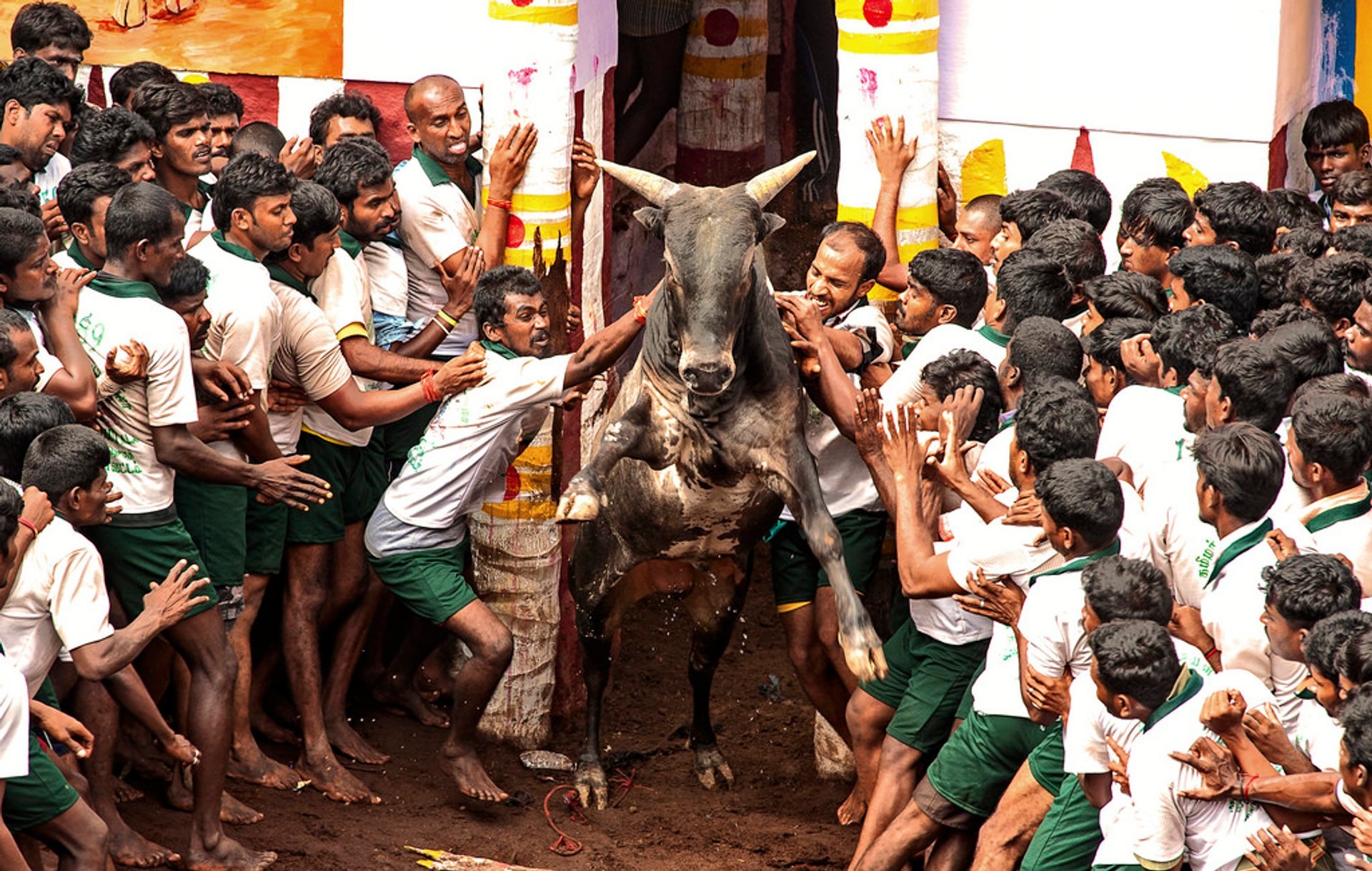 TN minister on jallikattu for this upcoming pongal festival