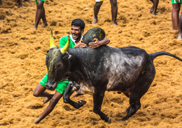 TN minister on jallikattu for this upcoming pongal festival